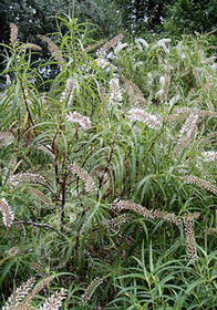 Hebe 'Spender's Seedling'