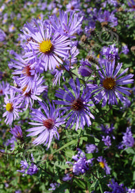 Aster oblongifolius 'October Skies' (aka Symphytotrichum)