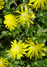 Delosperma congestum 'Gold Nugget'