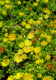 Delosperma nubigenum 'Basutoland'