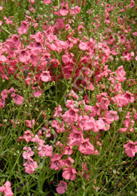 Diascia integerrima 'Coral Canyon' 