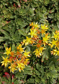 Sedum kamtschaticum var. floriferum 'Weihenstephaner Gold'