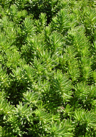 Sedum reflexum 'Green Spruce'