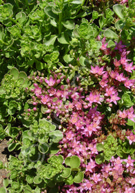 Sedum x hybrida 'John Creech'