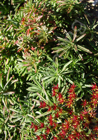 Sedum kamtschaticum var. middendorffianum