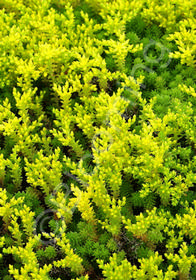 Sedum sexangulare