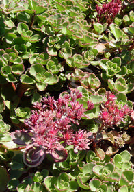 Sedum spurium 'Elizabeth' 