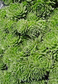 Sempervivum montanum var. braunii