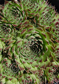 Sempervivum calcareum 'Mrs. Giuseppi'