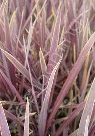 Cordyline australis 'Red Sensation'