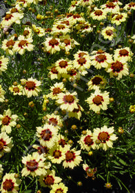 Coreopsis hybrida 'Autumn Blush'