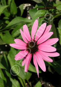 Echinacea purpurea 'Ruby Giant'