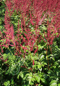 Astilbe x arendsii Rote Straussenfeder'