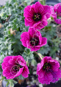 Geranium cinereum 'Purple Pillow'