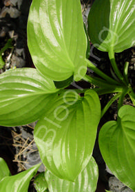 Hosta plantaginea 'Venus'