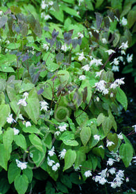 Epimedium grandiflorum 'White Queen'