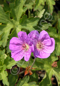 Geranium sanguineum 'Tiny Monster'