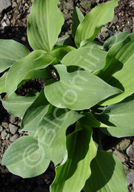 Hosta 'Ghost Spirit'