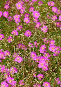 Talinum calycinum