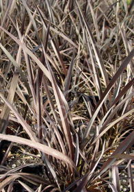 Phormium tenax 'Black Rage'