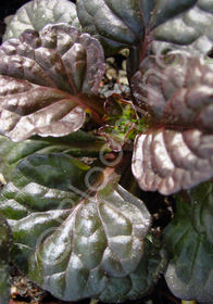 Ajuga reptans 'Black Scallop'