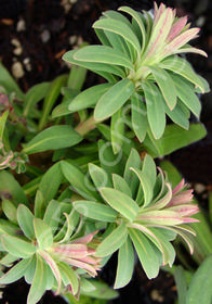 Euphorbia characias ssp. wulfenii 'Lambrook Gold'