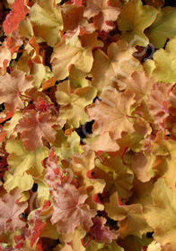 Heuchera 'Caramel'