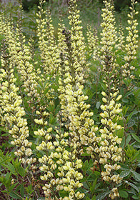 Baptisia sphaerocarpa x alba 'Carolina Moonlight'