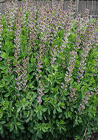 Baptisia 'Twilite Prairieblues'