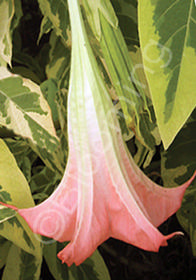 Brugmansia x candida 'Miner's Claim'