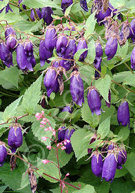 Campanula punctata x trachelium 'Sarastro'