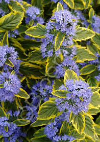 Caryopteris x clandonensis 'Summer Sorbet'