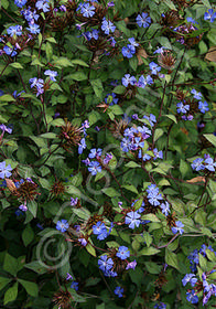 Ceratostigma willmottianum