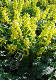 Corydalis  'Canary Feathers'