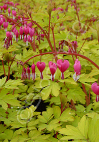 Dicentra spectabilis 'Gold Heart'