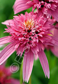 Echinacea purpurea 'Pink Double Delight'