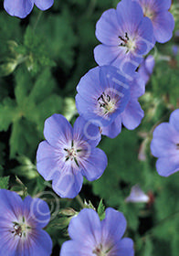 Geranium x 'Jolly Bee'