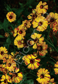 Helenium 'Sahin's Early Flowerer'