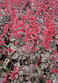 Heuchera 'Hollywood'