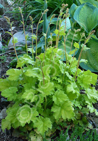 Heuchera Dolce 'Key Lime Pie'