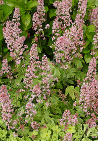 Heucherella 'Dayglow Pink'