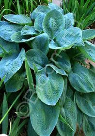 Hosta sieboldiana 'Bressingham Blue'                