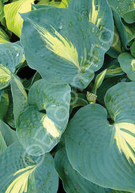 Hosta sieboldiana 'Dream Weaver'