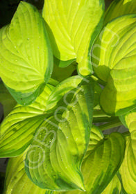 Hosta 'Stained Glass'