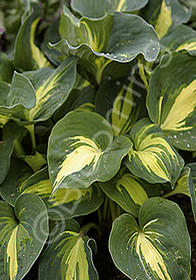 Hosta sieboldiana 'Thunderbolt'