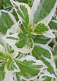 Hydrangea macrophylla 'Variegata'