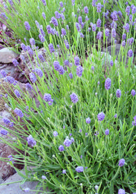 Lavandula angustifolia 'Thumbelina Leigh'