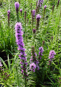 Liatris spicata 'Kobold'