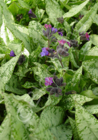 Pulmonaria longifolia 'Diana Clare'