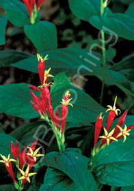 Spigelia marilandica